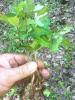 AMERICAN HOLLY 100 SEEDLINGS 